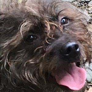 Meet your Posher, Steve